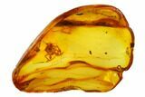 Detailed Fossil Spider (Araneae) in Baltic Amber #166223-2